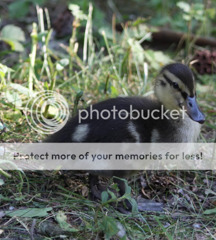 Duckling.jpg