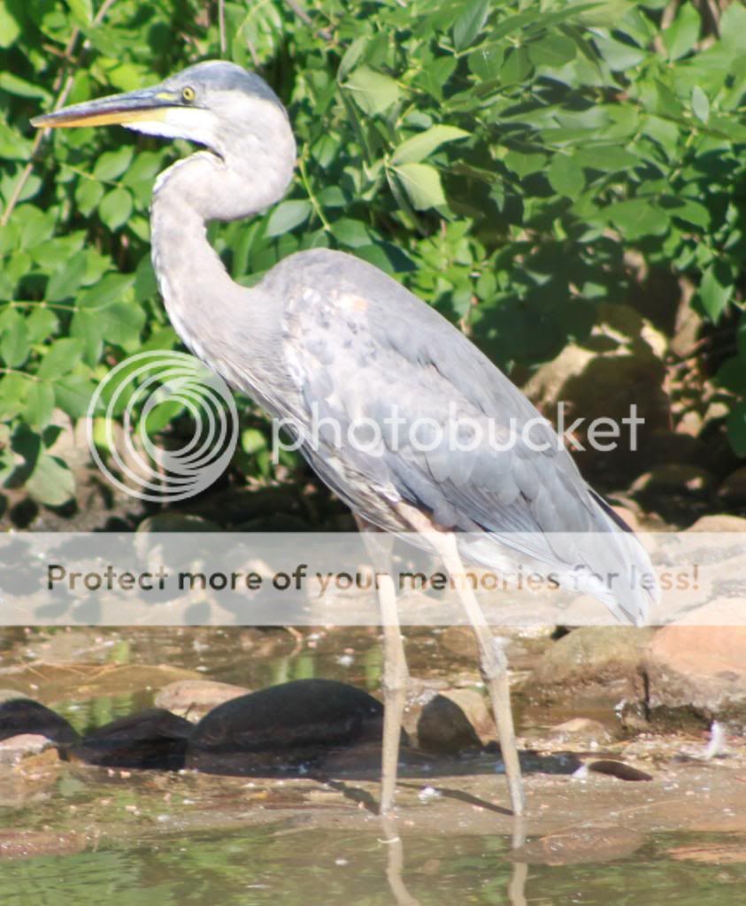 Heron1.jpg