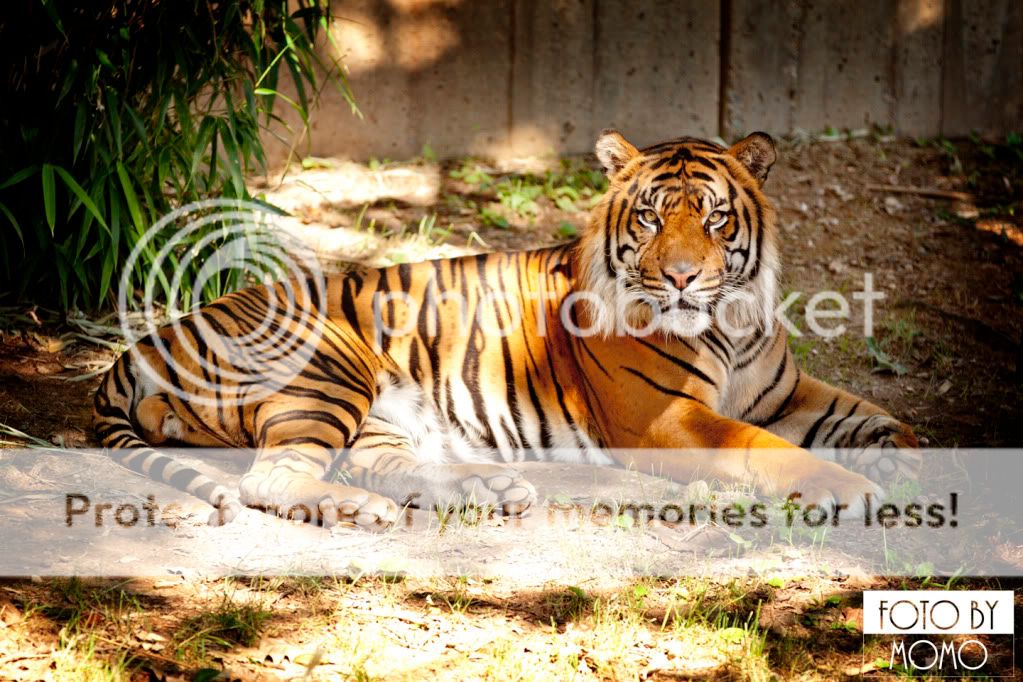 WashingtonNationalZoo014FB.jpg