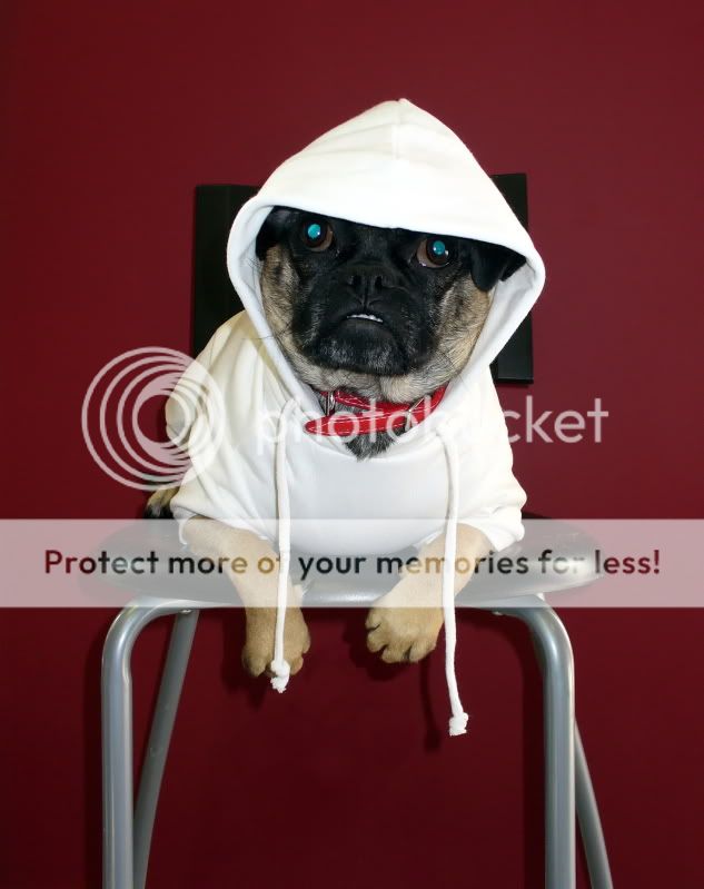 Pug-09-EDIT.jpg