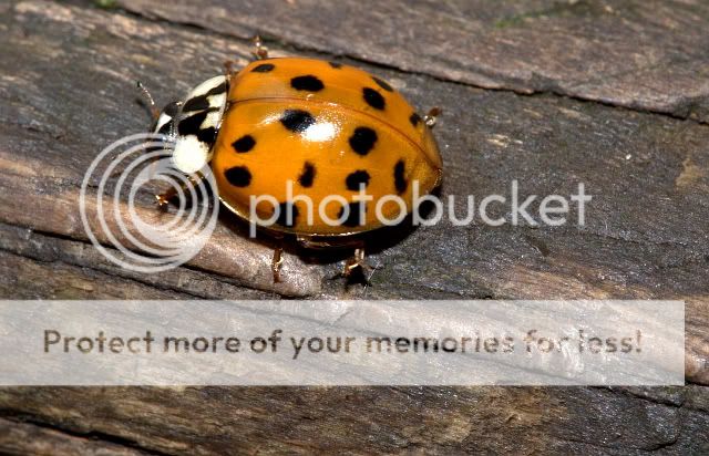 Ladybug8-21-091.jpg