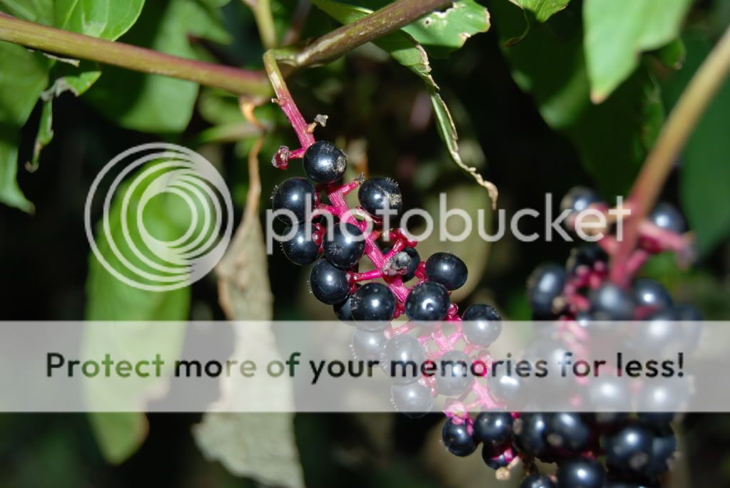 WildBerries1.jpg