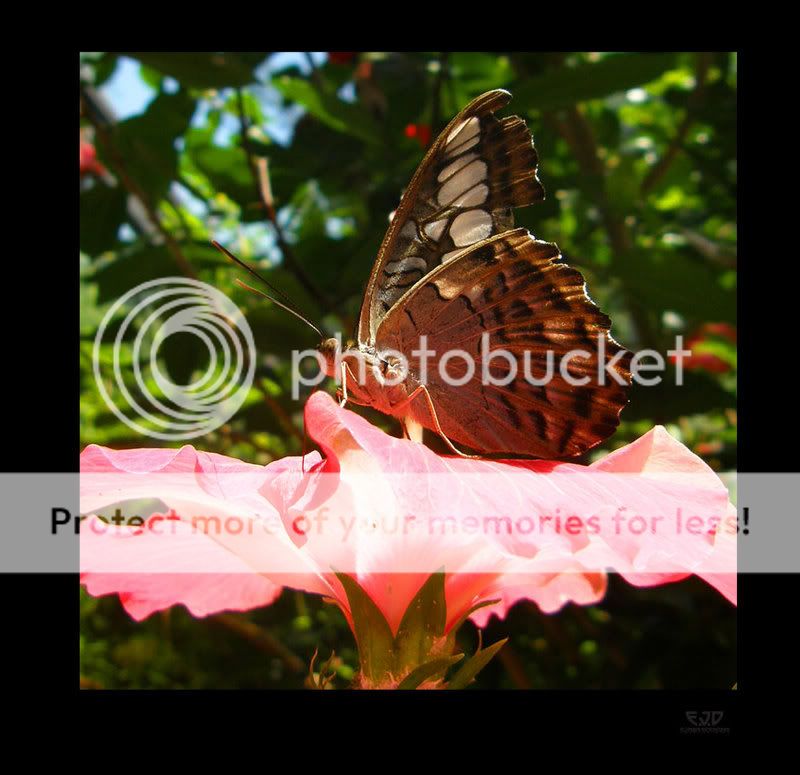 butterfly14.jpg