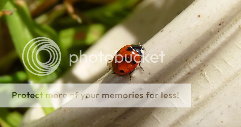 Macro-LadybirdPot1GIMPEdit2.jpg