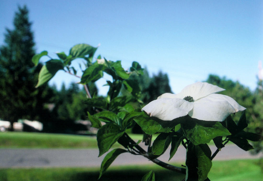 white_flower_by_bloodonmyhands.jpg