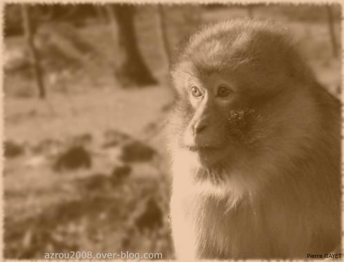 portrait-Sepia_Macaque2-copie-1.jpg