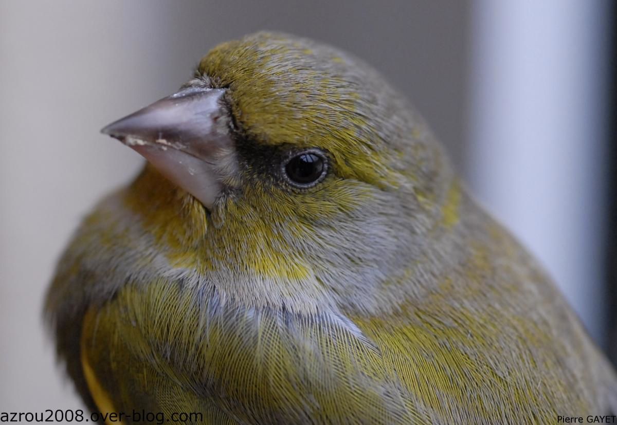 greenfinch-european.jpg