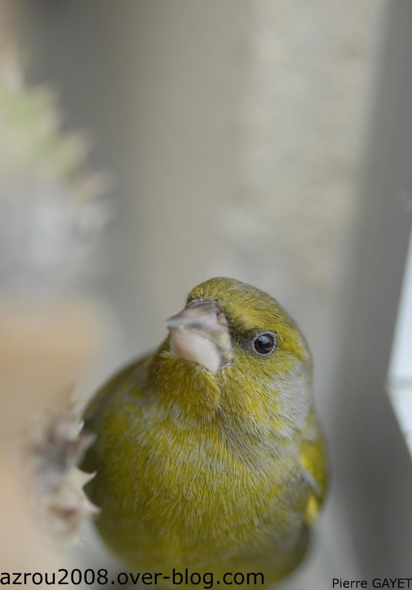 verdier-carduelis.jpg