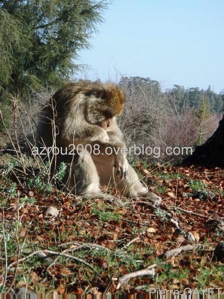 macaque_barbary_cedars.JPG