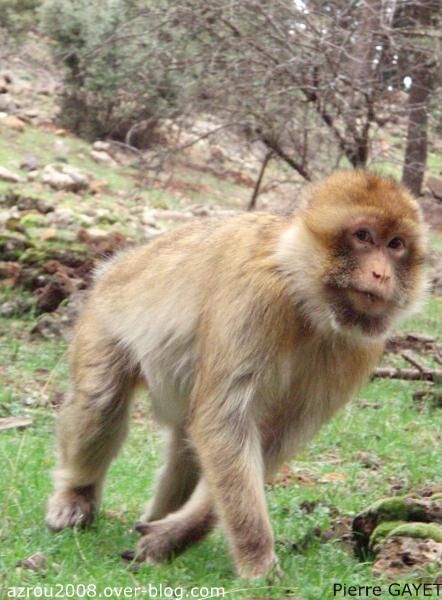 macaque_barbarie_Maroc_Azrou1.jpeg