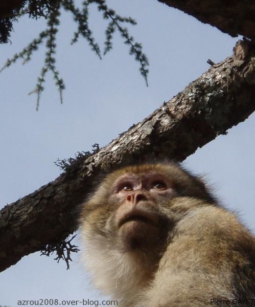 portrait_macaque_barbarie_arbre.jpg