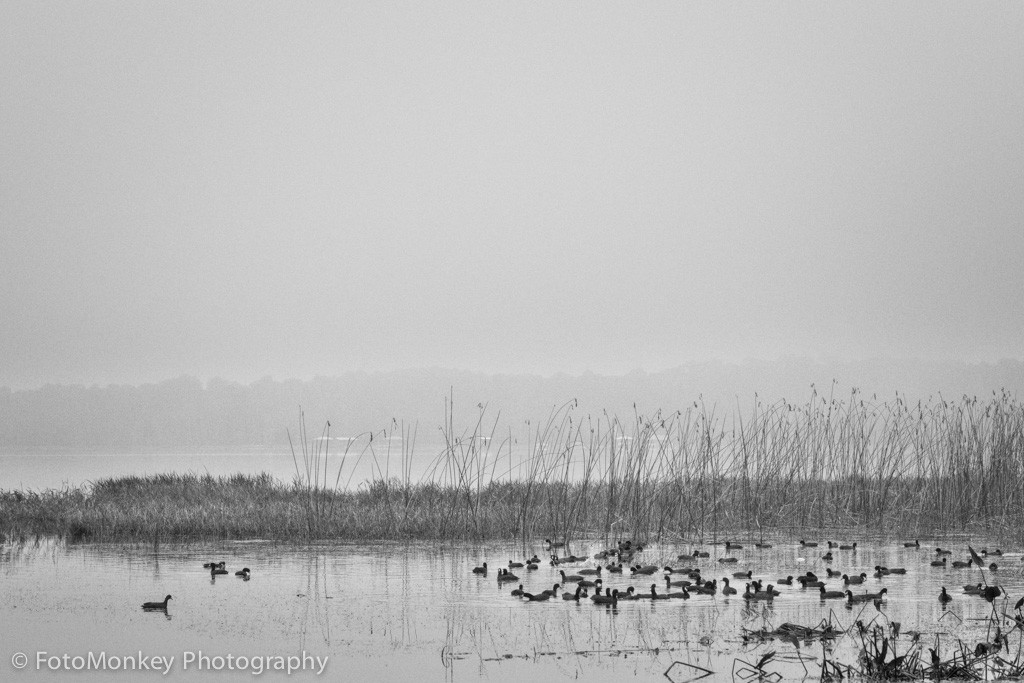 Coots-bw-citylife.jpg