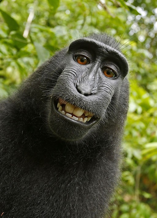 monkey-selfie.jpg