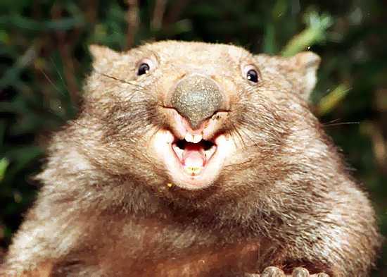 MortalWombat.jpg