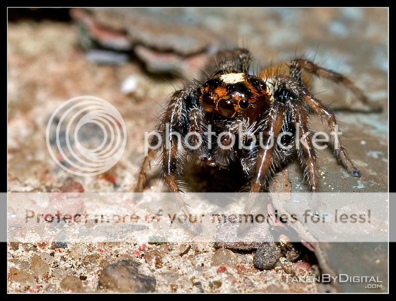 JumpingSpider1.jpg