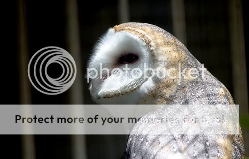 BarnOwl3.jpg