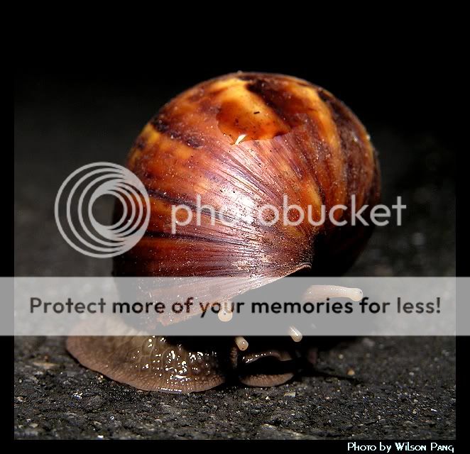 40909Snail2.jpg