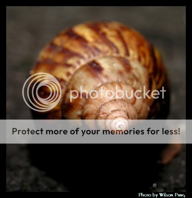 40909Snail4.jpg