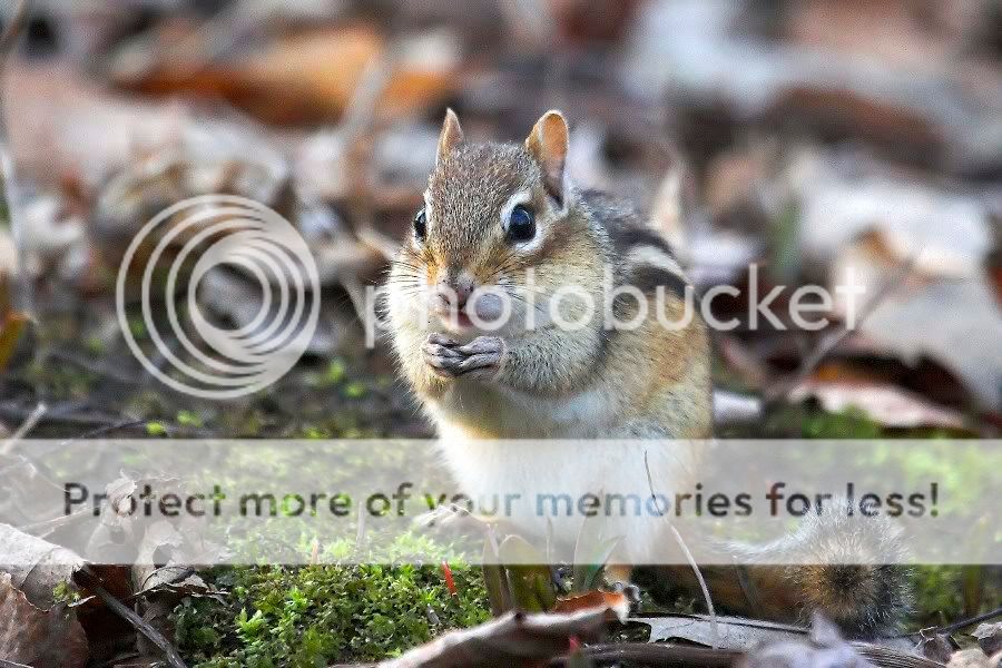 Chipmunk4.jpg