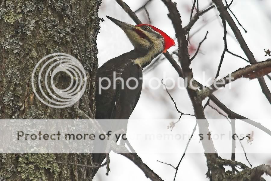 Pileated1.jpg