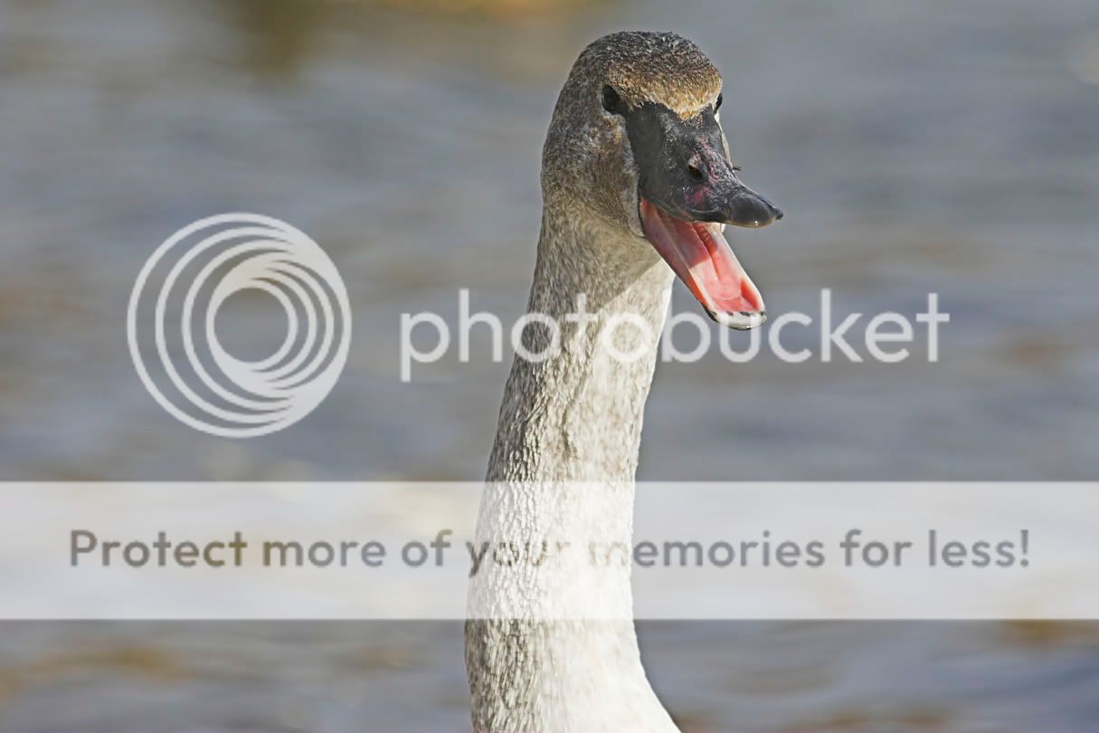 TrumpeterSwan4a.jpg