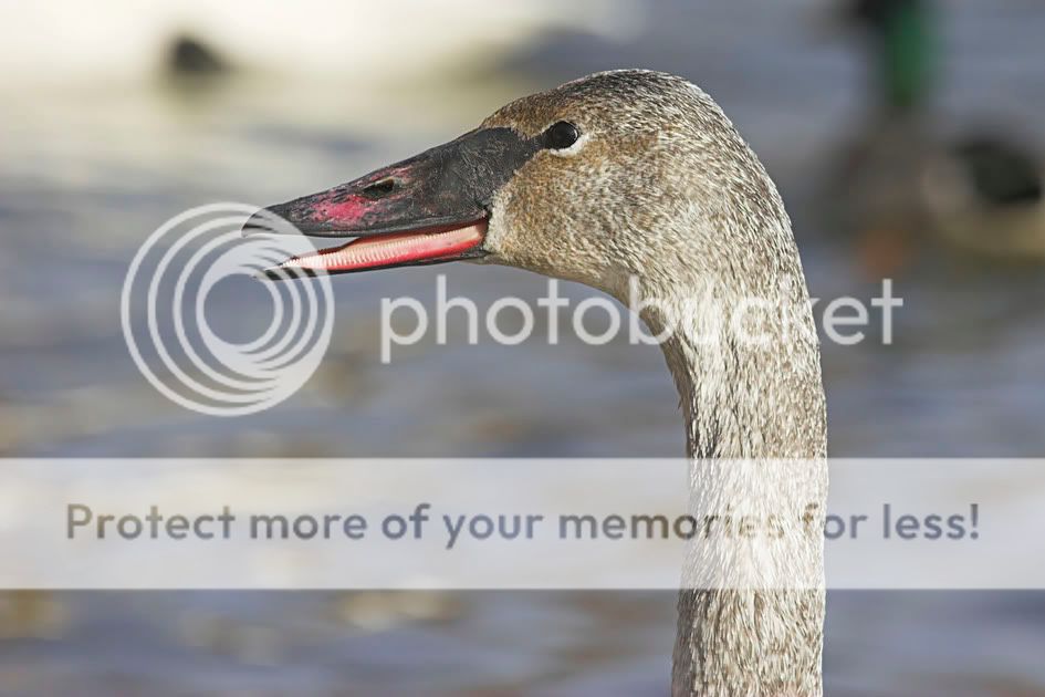 TrumpeterSwan5a.jpg