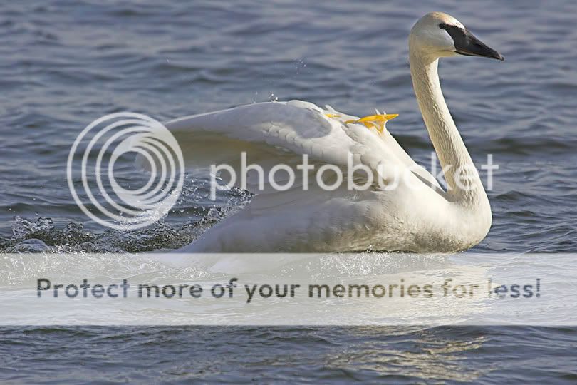 TrumpeterSwan6a.jpg