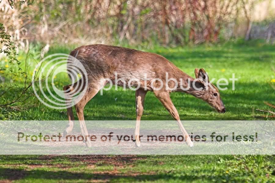 WhiteTail3.jpg