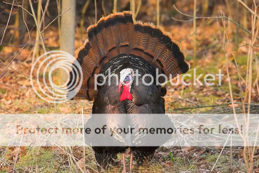 WildTurkey1.jpg