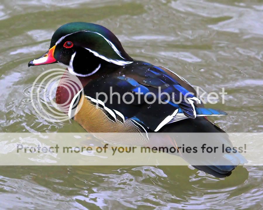 WoodDuck1_filteredweb.jpg