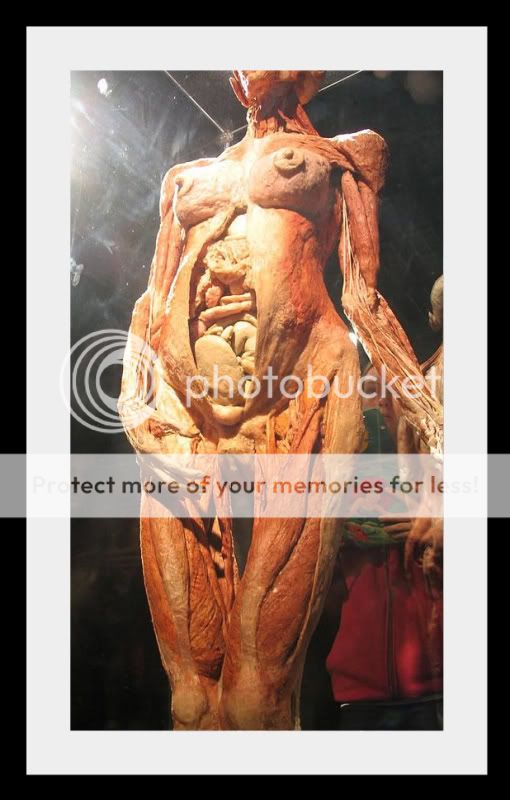 bodyworlds081.jpg