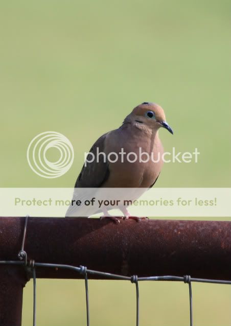 mourningdove-1.jpg