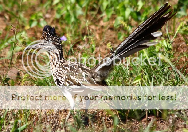 roadrunner-1.jpg