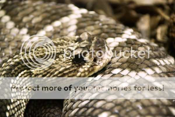 rattlesnake02.jpg