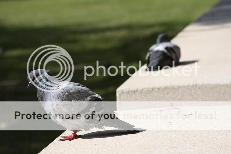 IMG_1494pigeon.jpg