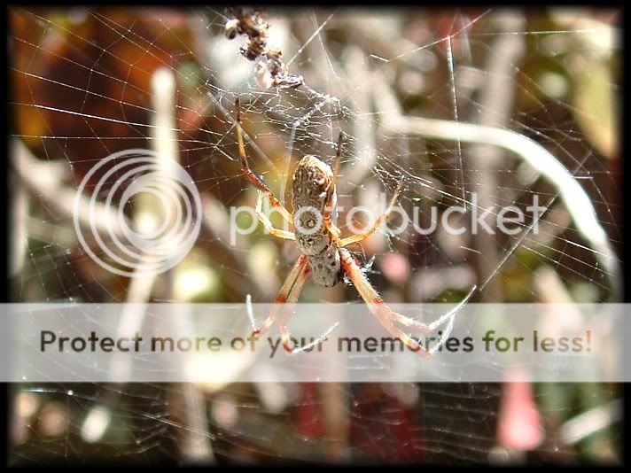 Spider5a.jpg