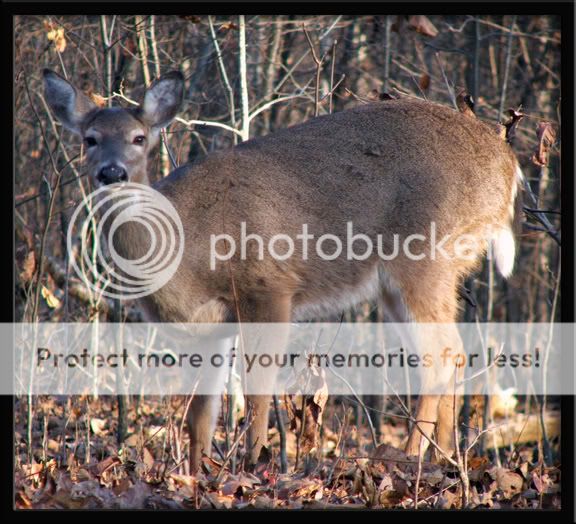 deer3.jpg