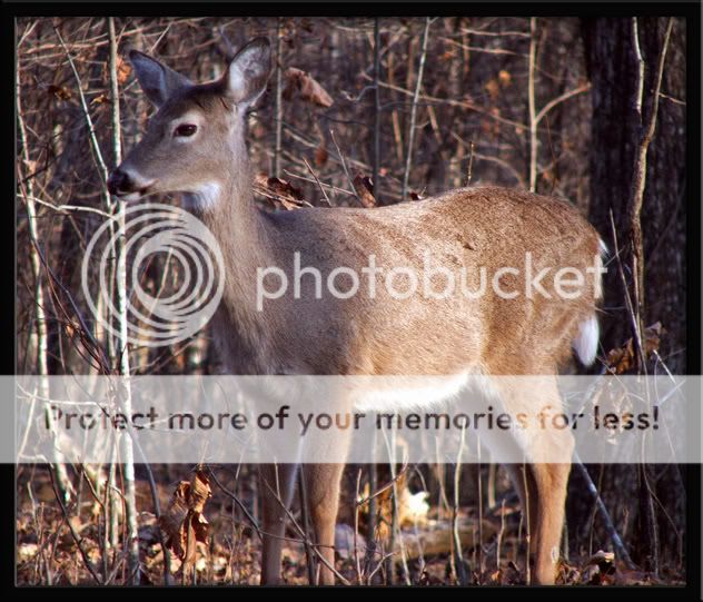 deer6.jpg