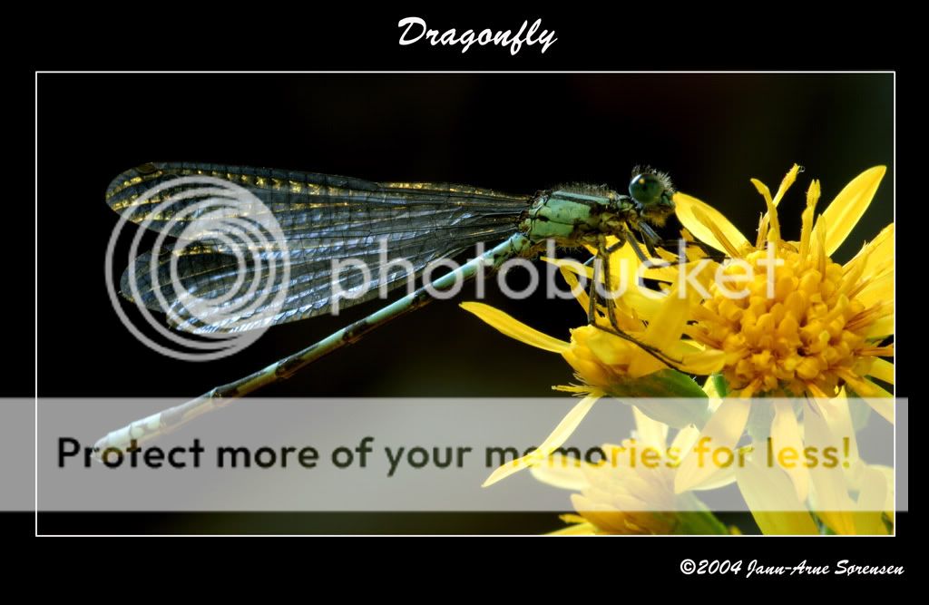 Dragonfly3.jpg