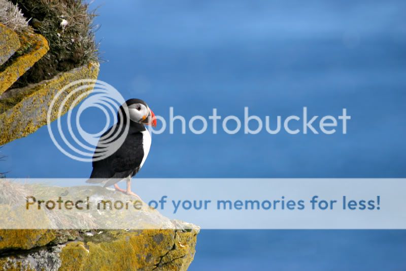 166_6678-ps-puffin-web.jpg