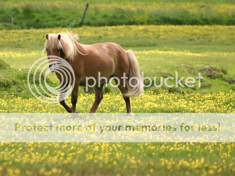 173_7337-ps-horse-web.jpg