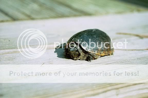 turtleman.jpg