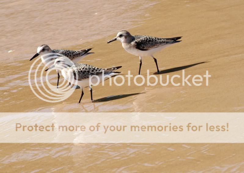 sandpipers.jpg