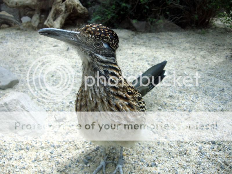 RoadRunner.jpg