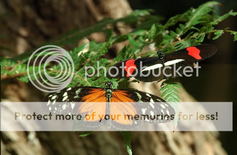 Butterflys25.jpg