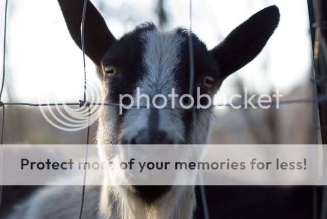 goat_1.jpg
