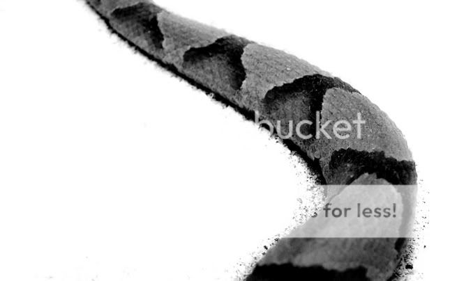 snakebody-bwwhitebackground.jpg