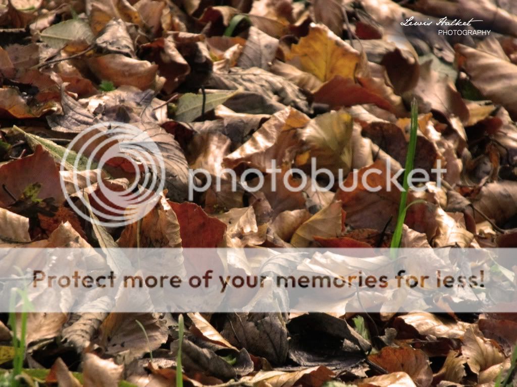 Autumleaves.jpg