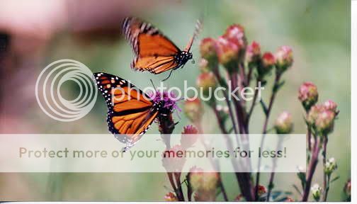 monarchs.jpg