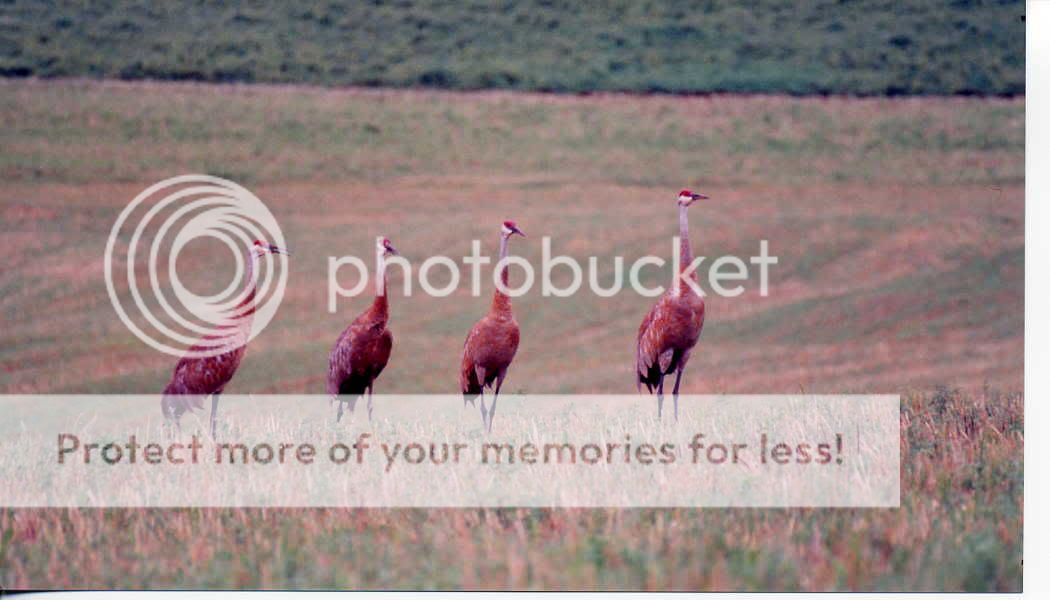 sandhillcranes.jpg